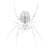 Spider Halloween
