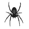 Spider as Halloween animal logo