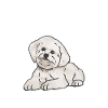 Bichon Frisé Owner Dogs Gift