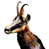chamois 2
