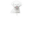 Bichon Frisé Owner Dogs Gift