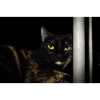 the black Cat