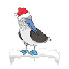 Seabird Blue-footed