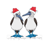 Seabirds Blue-footed