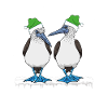 Seabirds Blue-footed Christmas