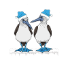 Seabirds Blue-footed