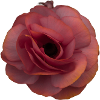 Rosa Rose Blütenpracht