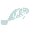 I love manatee, dugong