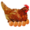 laying hen