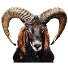 Mouflon 2
