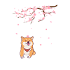 Shiba Inu