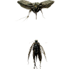 Mechanical Fly: T-shirts et accessoires