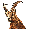 Steinbock