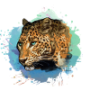 leopard, cat, wildcat, graffiti, painting