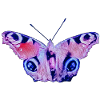 Butterfly 1