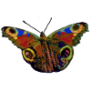Papillon 2