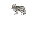 Bearded Collie Gift Dogs