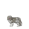 Bearded Collie Gift Chiens