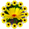 yellow marigold sunflower daisies flower