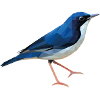 Blue Nightingale, Luciana