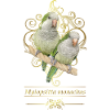 Argentine Parakeet