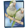 Argentine Parakeet