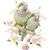 Argentine Parakeet