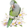 Argentine Parakeet