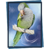 Argentine Parakeet