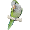 Argentine Parakeet
