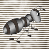 Ant