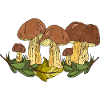 Fungi