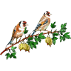 Bunte Vögel