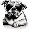 Bulldog dog dogs with sunglasses cool motif