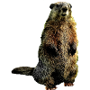 beaver