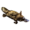 Platypus
