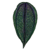 Miconia