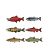 Salmon Salmon Salmondine fishing
