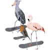 Shoebill Robin Skateboard Bird