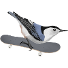 Carolina Nuthatch Skateboard Bird Biologist