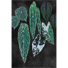 darkBotanical