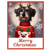 Schwarzer Zwergschnauzer im Weihnachtspullover.