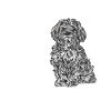 Bolonka Zwetna Gift Dogs