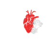 Cardiac Surgery Bypass Transplant