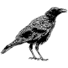 Crow