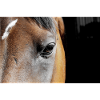Oeil de cheval