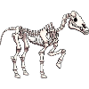Squelette de cheval