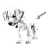 Labrador puppy drawing