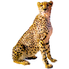 Cheetah Portrait Golden Spots