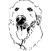 Golden Retriever Drawing